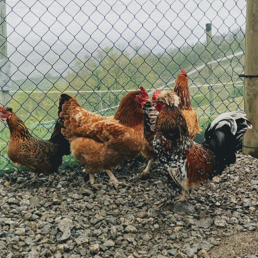 Agricampeggio Ca Di Mazza Monzuno Dış mekan fotoğraf