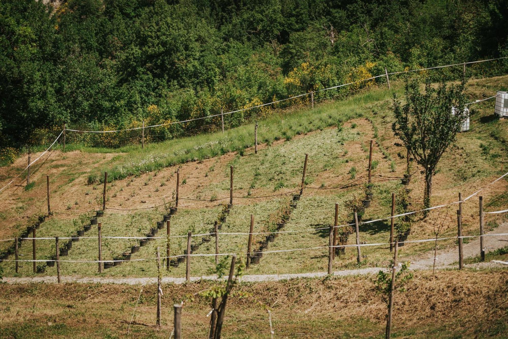 Agricampeggio Ca Di Mazza Monzuno Dış mekan fotoğraf